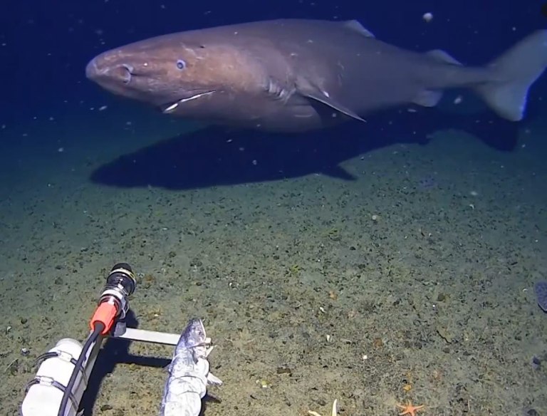 Καρχαρίας καταγράφηκε για πρώτη φορά στα παγωμένα νερά της Ανταρκτικής – Σε βάθος 490 μέτρων