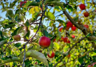 Ευρωπαϊκά μήλα μολυσμένα με κοκτέιλ φυτοφαρμάκων
