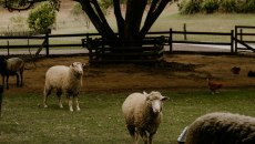 Σχεδόν μισό εκατομμύριο θανατώσεις προβάτων λόγω ευλογιάς – Σε απόγνωση οι κτηνοτρόφοι