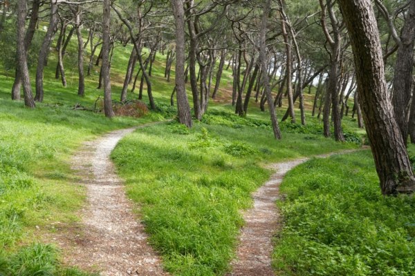 Ενίσχυση του δασικού οικοσυστήματος στο Δήμο Μυτιλήνης