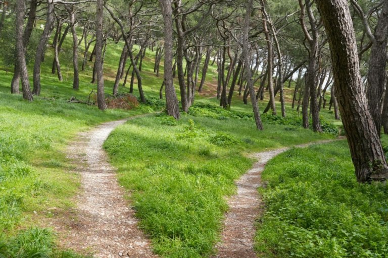 Ενίσχυση του δασικού οικοσυστήματος στο Δήμο Μυτιλήνης