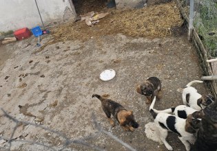 Απροειδοποίητος έλεγχος σε κυνοκομεία του Δήμου Αλεξάνδρειας – Σοβαρές παραβάσεις και ποινικές διαδικασίες