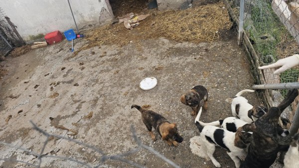 Απροειδοποίητος έλεγχος σε κυνοκομεία του Δήμου Αλεξάνδρειας – Σοβαρές παραβάσεις και ποινικές διαδικασίες