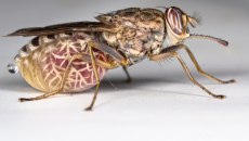 Τρυπανοσωμίαση: Νέα θεραπεία ανοίγει το δρόμο για εξάλειψη της ασθένειας της μύγας τσε-τσε