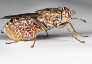 Τρυπανοσωμίαση: Νέα θεραπεία ανοίγει το δρόμο για εξάλειψη της ασθένειας της μύγας τσε-τσε