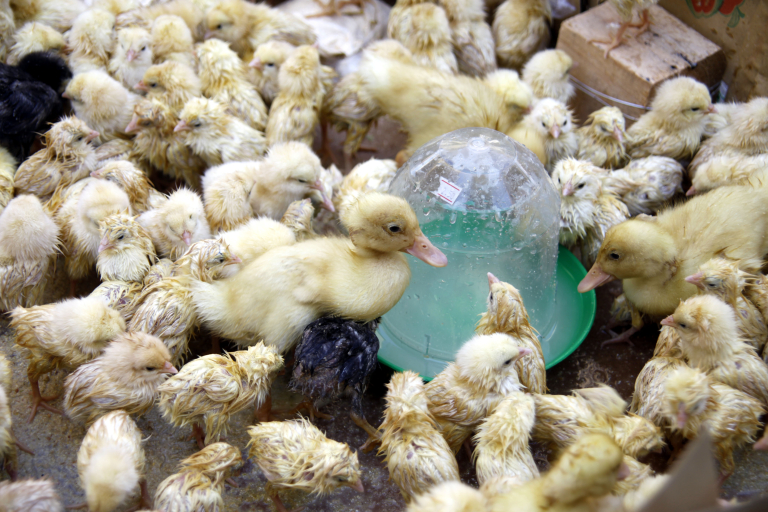 Εξέτρεφαν παράνομα κοτόπουλα και κατσίκες σε διαμέρισμα στους Αμπελόκηπους