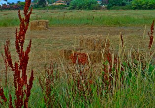 ΑΑΔΕ: Ανοίγει η ψηφιακή εφαρμογή για υπεύθυνη δήλωση κατοχής αγροτεμαχίων για την ΕΑΕ