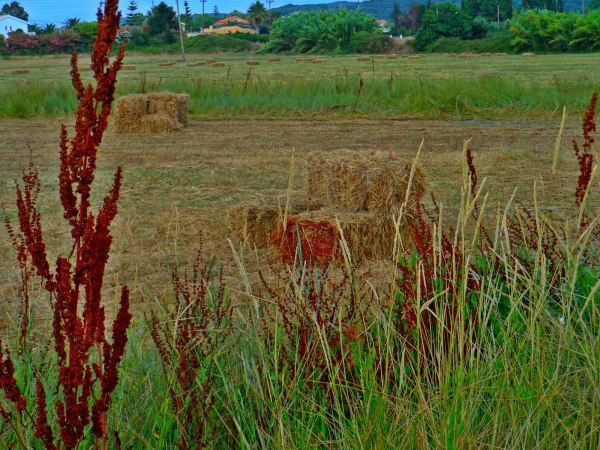 ΑΑΔΕ: Ανοίγει η ψηφιακή εφαρμογή για υπεύθυνη δήλωση κατοχής αγροτεμαχίων για την ΕΑΕ