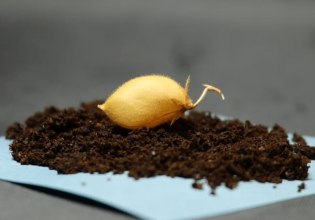 Ρεβίθια καλλιεργήθηκαν με επιτυχία σε προσομοιωμένο σεληνιακό έδαφος