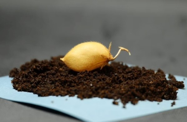 Ρεβίθια καλλιεργήθηκαν με επιτυχία σε προσομοιωμένο σεληνιακό έδαφος