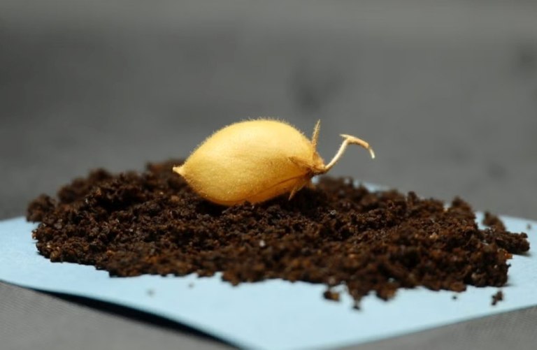 Ρεβίθια καλλιεργήθηκαν με επιτυχία σε προσομοιωμένο σεληνιακό έδαφος