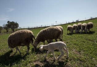Αφθώδης πυρετός: Μέτρα για περιορισμό της επιδημίας στη Λέσβο