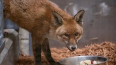 Αλεπού ανέβηκε στο πλοίο και ταξίδεψε από την Αγγλία στη Νέα Υόρκη