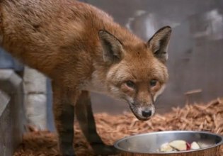 Αλεπού ανέβηκε στο πλοίο και ταξίδεψε από την Αγγλία στη Νέα Υόρκη