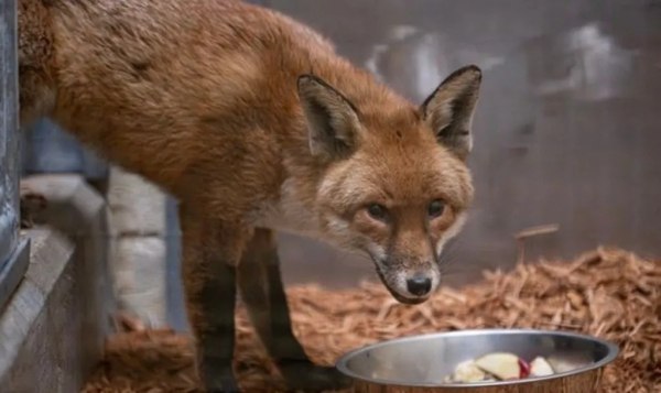 Αλεπού ανέβηκε στο πλοίο και ταξίδεψε από την Αγγλία στη Νέα Υόρκη