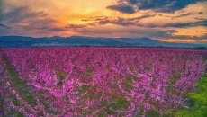 Βέροια: Το μαγευτικό τοπίο στον εύφορο κάμπο της Ημαθίας – Ένα εντυπωσιακό «ροζ πέπλο» από άνθη