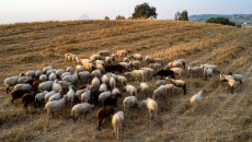 Αφθώδης πυρετός: Όλα όσα πρέπει να γνωρίζετε – 10 ερωτήσεις και απαντήσεις