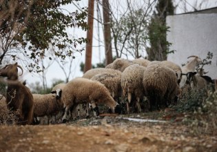 Ευλογιά προβάτων: Έρευνα για παράνομα εμβόλια εν μέσω αυξημένης ανησυχίας για την εξάπλωση της ζωονόσου