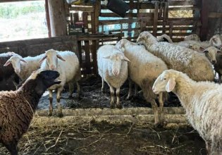 Πρώτο επιβεβαιωμένο κρούσμα ευλογιάς των προβάτων στην Ήπειρο