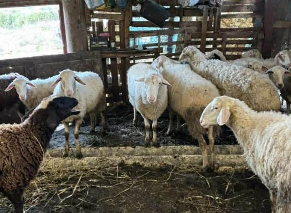 Πρώτο επιβεβαιωμένο κρούσμα ευλογιάς των προβάτων στην Ήπειρο