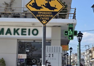 Γάτες «προειδοποιούν» τους οδηγούς: Νέες πινακίδες στους δρόμους της Σαλαμίνας