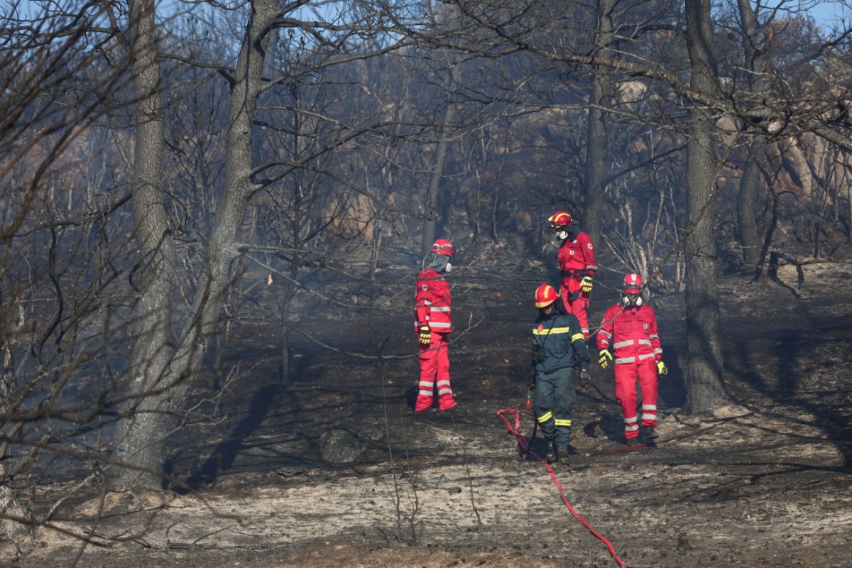 ΚΚΕ: Η φετινή Παγκόσμια Ημέρα Δασών βρίσκει τη χώρα με 480.000 στρέμματα καμένων δασικών εκτάσεων μόνο το 2025