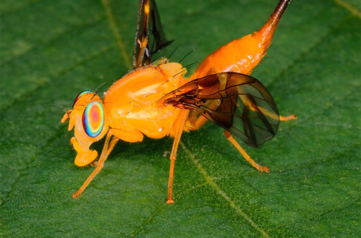 Οι μύγες, όπως αυτό το είδος της οικογένειας Tephritidae στο Περιού, είναι ιδιαίτερα ευάλωτες στη ζέστη (Adrian Forsyth)