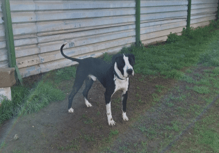 Είναι μεγάλη ανάγκη, ο Πάρης που βασανίζεται στο κλουβί του, να βρει οικογένεια