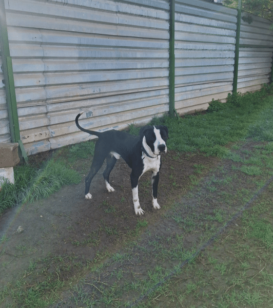 Είναι μεγάλη ανάγκη, ο Πάρης που βασανίζεται στο κλουβί του, να βρει οικογένεια