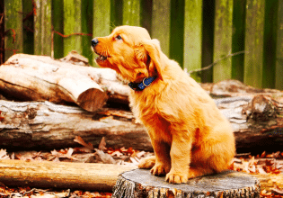 Πότε γαβγίζει ένας σκύλος – Με ποιον τρόπο ενισχύουμε το γάβγισμα