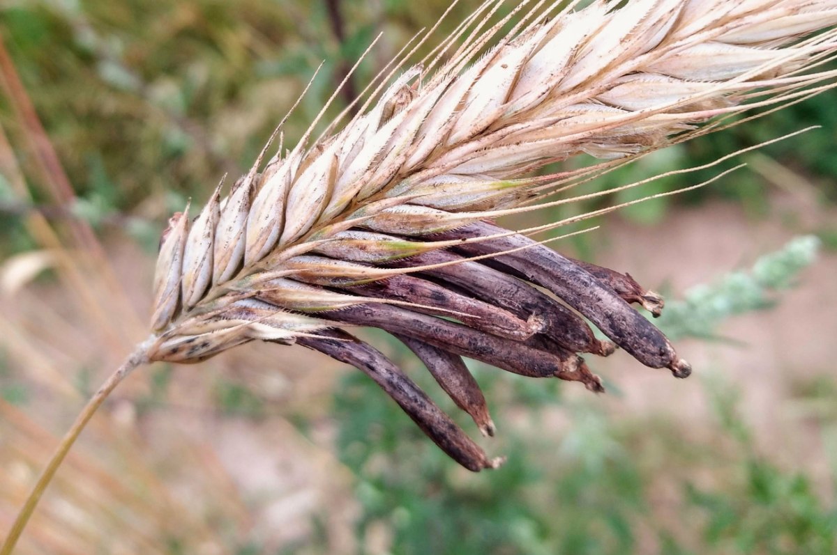 Μύκητας ερισίβης σε δημητριακό. Ψυχεδελικός αλλά θανάσιμος (Stiller Beobachter / CC BY 2.0)