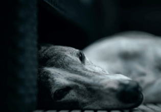 Λεϊσμανίωση: Η «σιωπηλή» απειλή για την υγεία του σκύλου