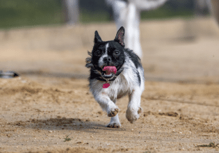Ένας κουρασμένος σκύλος είναι ευτυχισμένος. Είναι έτσι, όμως;