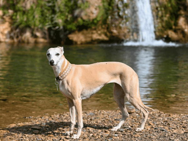 Ουίπετ: Ο σκύλος που ταιριάζει σε κάθε οικογένεια