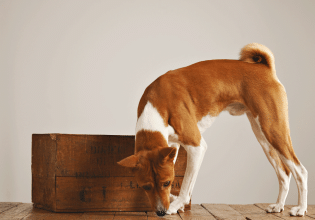 Ποιοι είναι οι έξι λόγοι που ο σκύλος μυρίζει το πάτωμα του σπιτιού;