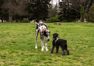 Πρέπει ο σκύλος να χαιρετά όλους στη βόλτα;  – Τι ισχύει πραγματικά