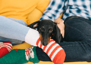 Πώς θα μάθετε στο κουτάβι να μην δαγκώνει τις παντόφλες σας