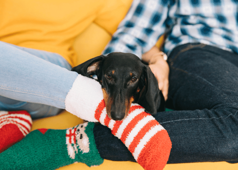 Πώς θα μάθετε στο κουτάβι να μην δαγκώνει τις παντόφλες σας