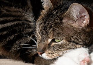 Μπορεί να βιώσει η γάτα το πένθος; – Πώς εκφράζει τη βαθιά θλίψη της όταν χάσει το φιλαράκι της