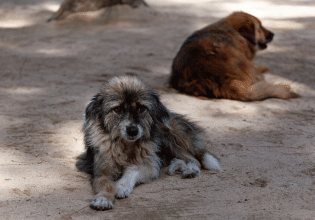 Εθελοντισμός: Η ελπίδα για μια καλύτερη ζωή για τα αδέσποτα ζώα