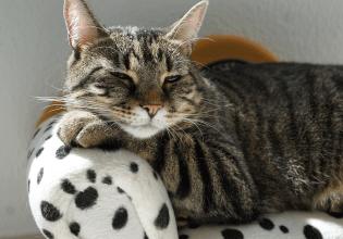 Πώς θα καταλάβουμε ότι η γάτα μας πλήττει – Οι αλλαγές στη συμπεριφορά της