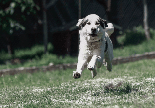 Ελληνικός Ποιμενικός: Πολύτιμος «σύμμαχος» της ελληνικής κτηνοτροφίας και της συνύπαρξης με την άγρια ζωή