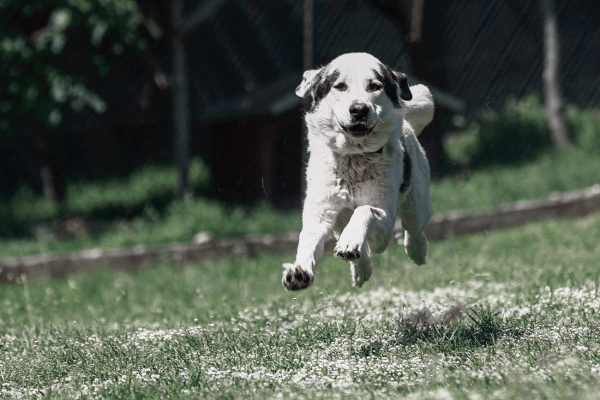 Ελληνικός Ποιμενικός: Πολύτιμος «σύμμαχος» της ελληνικής κτηνοτροφίας και της συνύπαρξης με την άγρια ζωή