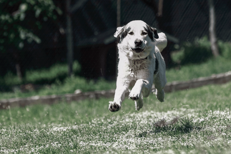 Ελληνικός Ποιμενικός: Πολύτιμος «σύμμαχος» της ελληνικής κτηνοτροφίας και της συνύπαρξης με την άγρια ζωή