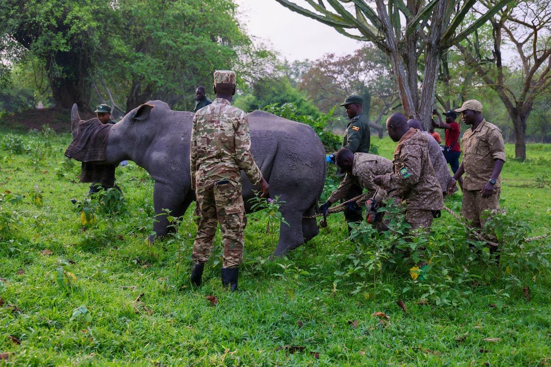 Οι ρινόκεροι μεταφέρθηκαν με καλυμμένα τα μάτια για να περιοριστεί το στρες (Reuters)