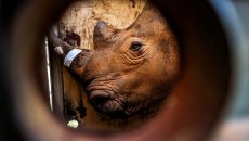 Έπειτα από απουσία 40 ετών, οι ρινόκεροι επιστρέφουν στην Ουγκάντα