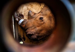 Έπειτα από απουσία 40 ετών, οι ρινόκεροι επιστρέφουν στην Ουγκάντα