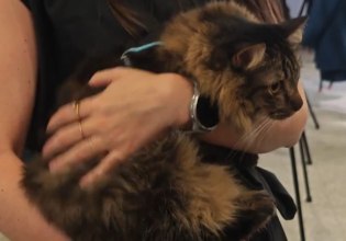 «Καταφέραμε το ακατόρθωτο»: Πρωτόγνωρες εικόνες στο Ελ. Βενιζέλος με τον επαναπατρισμό δεκάδων ζώων (βίντεο)