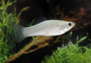 Κόβεται το σεξ; Κι όμως, αυτό το ψαράκι αναπαράγεται με κλωνοποίηση εδώ και 100.000 χρόνια