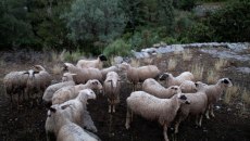 Εντατικά μέτρα αστυνόμευσης για τους κτηνοτρόφους αλλά μόνο ένα εργαστήριο για μοριακά τεστ λίγο πριν το Πάσχα